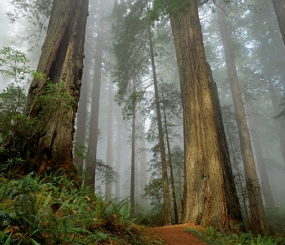 Pacific Northwest Tree Species Distribution Climate Change Forecasts