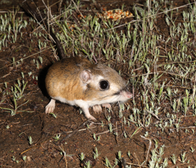 The SKR Rangewide Management & Monitoring Program