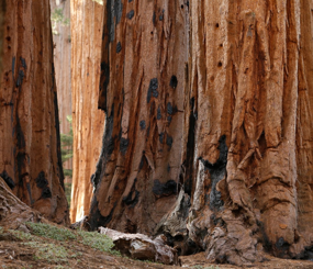 Giant Sequoia Lands Coalition Maps & Spatial Data