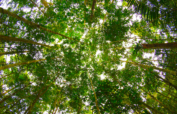 Amazonian Rainforest Thumbnail