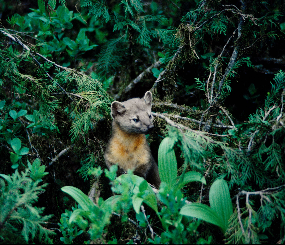 Sierra Nevada Carnivores