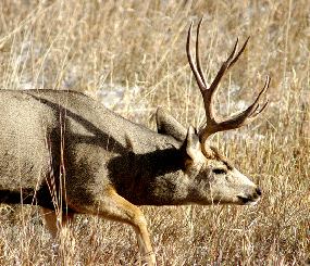 Elk and Mule Deer
