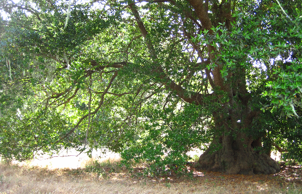 MC2 Dynamic Global Vegetation Model Thumbnail