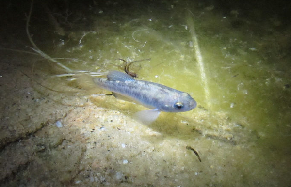 A Landscape Approach for Fisheries Database Compilation and Predictive Modeling Thumbnail