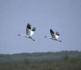 Employing the Conservation Design Approach on Sea-Level Rise Impacts on Coastal Avain Habitats along the Central Texas Coast