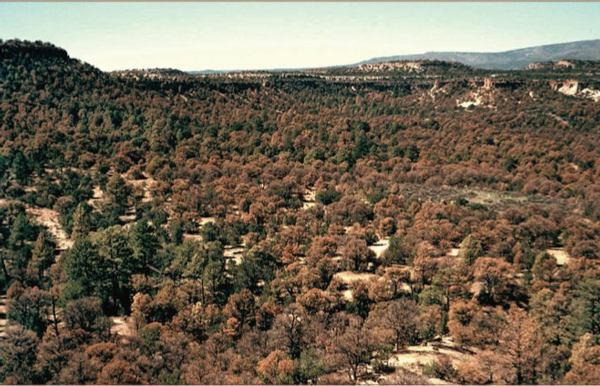 Pinyon Pine Decline Thumbnail