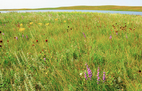 Building a Network of Grassland Landscapes in the Midwest: Change Strategies for the Future of Grassland Birds Thumbnail