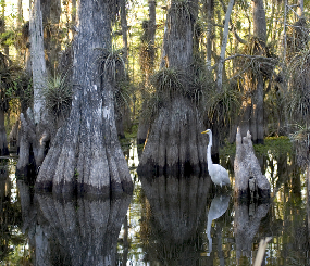 Freshwater Forested Wetlands PFLCC Priority Resource
