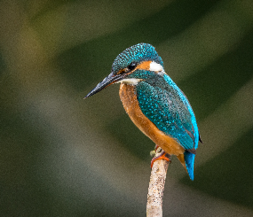 Willamette Valley Bird Symposium